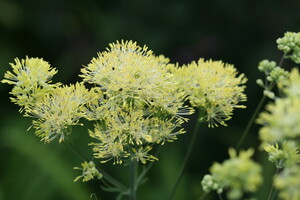 Thalictrum (Ruit)