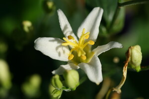 Tricyrtis (Paddenlelie)