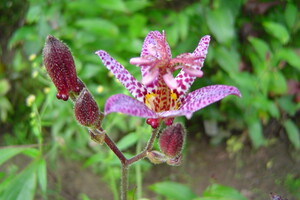 Tricyrtis (Paddenlelie)