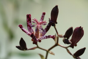 Tricyrtis (Paddenlelie)