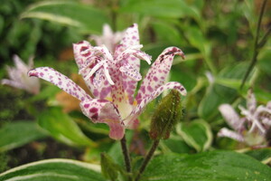 Tricyrtis (Paddenlelie)