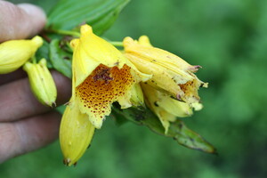 Tricyrtis (Paddenlelie)