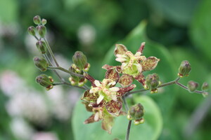 Tricyrtis (Paddenlelie)