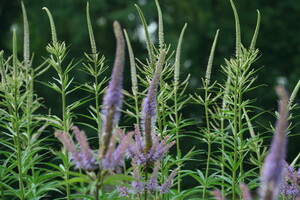 Veronicastrum (Ereprijs)