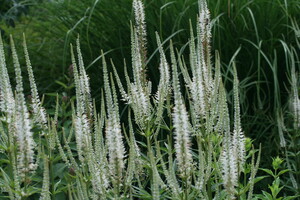 Veronicastrum (Ereprijs)