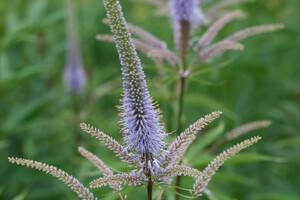 Veronicastrum (Ereprijs)