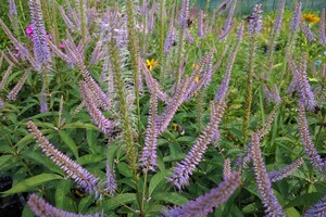 Veronicastrum (Ereprijs)