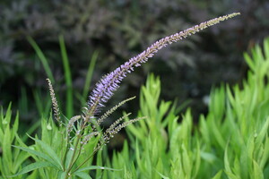 Veronicastrum (Ereprijs)