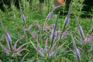 Veronicastrum (Ereprijs)