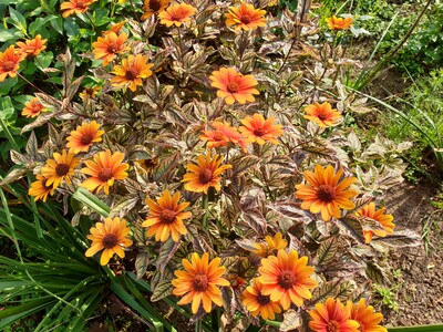 Heliopsis helianthoides 'Orange Marble' ®