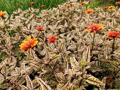 Heliopsis helianthoides 'Orange Marble' ®