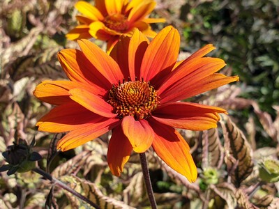 Heliopsis helianthoides 'Orange Marble' ®