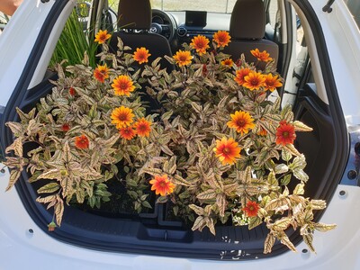 Heliopsis helianthoides 'Orange Marble' ®