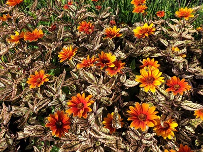 Heliopsis helianthoides 'Orange Marble' ®