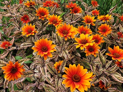 Heliopsis helianthoides 'Orange Marble' ®