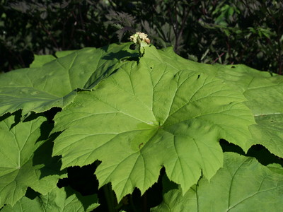 Kwekerij van opvallende vaste planten