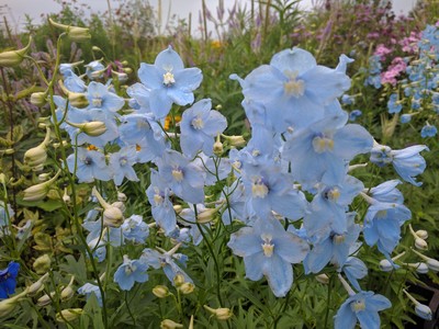 Uitgebreide collectie niet alledaagse planten