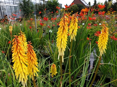 Kniphofa Vens Anne