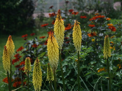 Kniphofia Vens Anne
