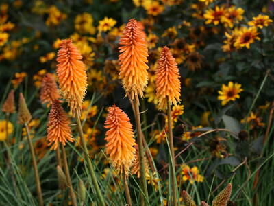 Kniphofia Vens Arjan
