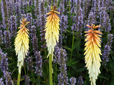 Kniphofia Vens Dirk