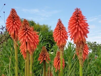 Kniphofia Vens Douwe