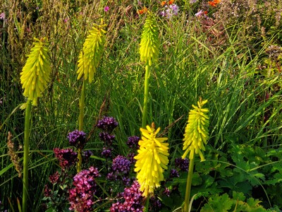 Kniphofia Vens Gerard