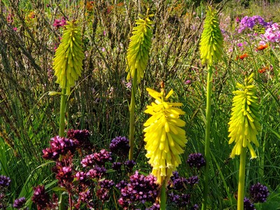 Kniphofia Vens Gerard