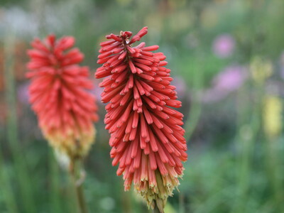 Kniphofia Vens Klaas