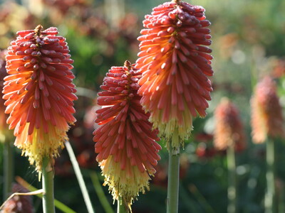 Kniphofia Vens Klaas