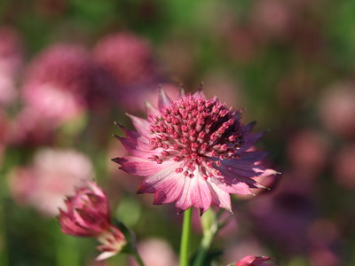 Kwekerij van opvallende vaste planten