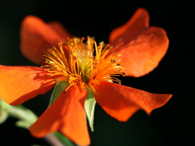 Kwekerij van opvallende vaste planten