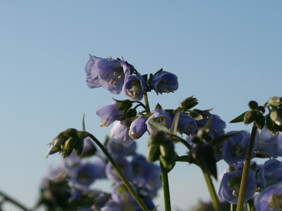 Kwekerij van opvallende vaste planten