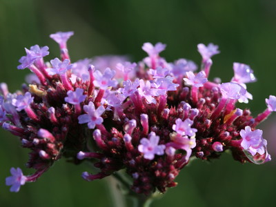 Kwekerij van opvallende vaste planten